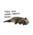 Mumu the Cute Asian Palm Civet 2（個別スタンプ：19）