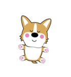 baby fat dog - corgi（個別スタンプ：3）