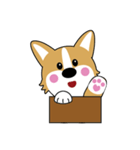 baby fat dog - corgi（個別スタンプ：6）