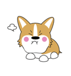 baby fat dog - corgi（個別スタンプ：7）