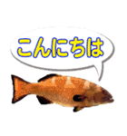 沖縄お魚（個別スタンプ：1）