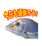 沖縄お魚（個別スタンプ：3）