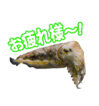 沖縄お魚（個別スタンプ：6）