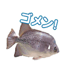 沖縄お魚（個別スタンプ：8）