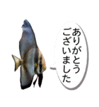 沖縄お魚（個別スタンプ：9）