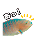 沖縄お魚（個別スタンプ：14）