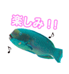 沖縄お魚（個別スタンプ：15）