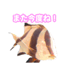 沖縄お魚（個別スタンプ：17）