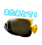 沖縄お魚（個別スタンプ：24）