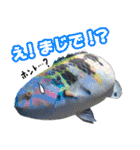 沖縄お魚2（個別スタンプ：4）