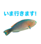 沖縄お魚2（個別スタンプ：6）