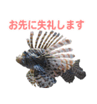 沖縄お魚2（個別スタンプ：8）