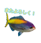 沖縄お魚2（個別スタンプ：12）