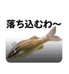 沖縄お魚2（個別スタンプ：14）