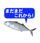 沖縄お魚2（個別スタンプ：16）