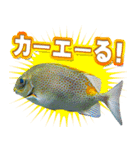 沖縄お魚3（個別スタンプ：15）