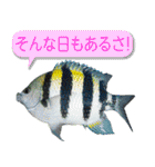 沖縄お魚3（個別スタンプ：18）