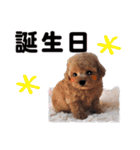 組み合わせ子犬1【お祝い編】（個別スタンプ：10）