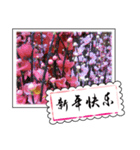 Chinese New Year greeting card（個別スタンプ：6）