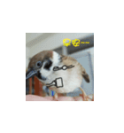 happy sparrow-doudou（個別スタンプ：1）