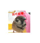 happy sparrow-doudou（個別スタンプ：3）