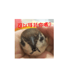 happy sparrow-doudou（個別スタンプ：4）