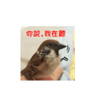 happy sparrow-doudou（個別スタンプ：5）