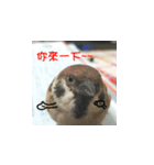 happy sparrow-doudou（個別スタンプ：6）