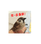 happy sparrow-doudou（個別スタンプ：7）