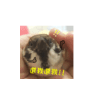 happy sparrow-doudou（個別スタンプ：8）