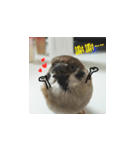 happy sparrow-doudou（個別スタンプ：10）