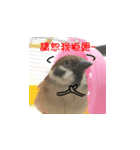 happy sparrow-doudou（個別スタンプ：12）