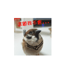 happy sparrow-doudou（個別スタンプ：13）