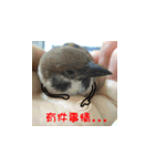 happy sparrow-doudou（個別スタンプ：15）