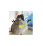 happy sparrow-doudou（個別スタンプ：16）