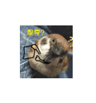happy sparrow-doudou（個別スタンプ：17）