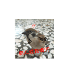 happy sparrow-doudou（個別スタンプ：21）