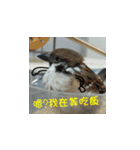 happy sparrow-doudou（個別スタンプ：22）