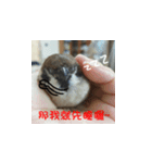 happy sparrow-doudou（個別スタンプ：23）