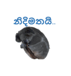 シンハラ語動物園（個別スタンプ：7）