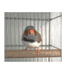 "Kaolia"The Fantastic Bird（個別スタンプ：32）