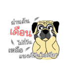 pug for you（個別スタンプ：19）