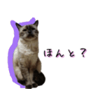 横井さん（個別スタンプ：4）