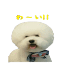 ビションになりたいトイプードルのしらす（個別スタンプ：5）