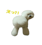 ビションになりたいトイプードルのしらす（個別スタンプ：7）