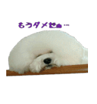 ビションになりたいトイプードルのしらす（個別スタンプ：8）