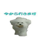 ビションになりたいトイプードルのしらす（個別スタンプ：9）