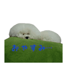 ビションになりたいトイプードルのしらす（個別スタンプ：12）
