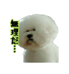 ビションになりたいトイプードルのしらす（個別スタンプ：16）