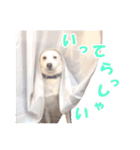 雑種のリク（個別スタンプ：3）